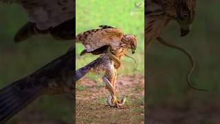 ঈগল বনাম সাপের লড়াই! Snake vs Eagle #shorts #shortvideo #eagle #snake