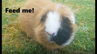 Guinea pig feeding & handling - Gingerandchutney