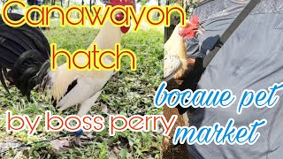 Canawayon hatch by boss perry bocaue pet market