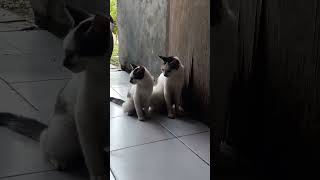 kucing ibu dan anak #kucinglucu #kucinganggora #shorts