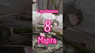 С праздником 8 Марта !