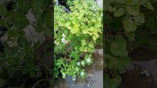 Please subscribe my channel🙏 October manth mein garden mein Karen yah kam,14 Oct 2024#pfg #gardening