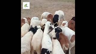 Best price sheep and goat market in Magadi good quality animals ಮಾಗಡಿ ಕುರಿ ಮತ್ತು ಮೇಕೆ ಮಾರುಕಟ್ಟೆ👍👍