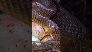 snake eating bird eggs #shorts #short