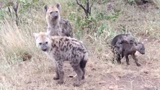 #South Africa -#Mom Hyena playing with baby #Kruger National Park