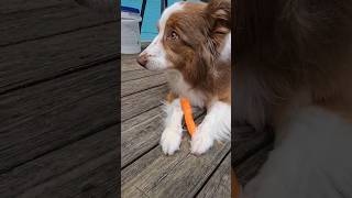 Munching on a carrot. Might share it with my siblings 😆🐰❤️🐾 #shorts #australianshepherd #dog