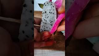 మీకు తెలుసా.. #dragonfruit #dragonfruitfarming #youtubeshorts #shortsfeed #shorts #manthena #viral