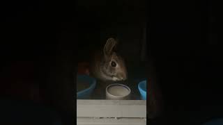 Rosey the Rescued Rabbit Mealtime