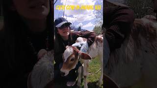 cute adorable cow #shortsvideo #viralvideo