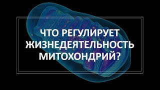 36. Что регулирует жизнедеятельность митохондрий?