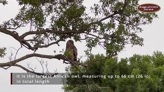 Meet Africa’s largest Owl, the rare Verreaux's eagle owl