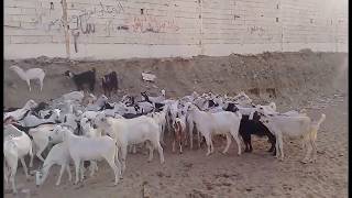 Goat farm In Makkah l Saudi Arabia l Life Of Makkah