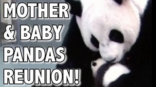 Cute Baby Panda Meets Mom For the First Time