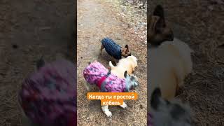 Когда #корги посмотрел #налево 🐶👀 #собака #собаки #corgicrew #животные #dogs #pets #music #corgi