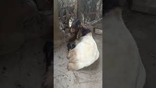 #goats my lovelly Ramoon Goat in Goat shelter