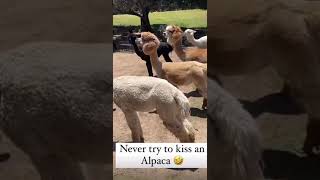 Alpaca SPITS in Woman's Face! 😂