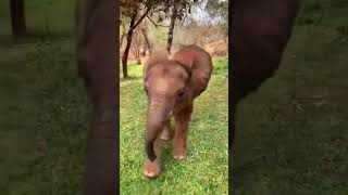 Funny baby Elephant #shorts #viral