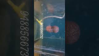 srd flowerhorn today breeding pair