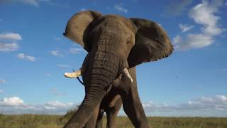 Serengeti, Tanzania: Elephant charging our vehicle