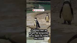 ¿CÓMO SE LLAMA A UN GRUPO DE PINGÜINOS? #shorts