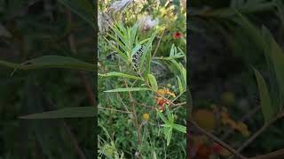 Love seeing this #monarch #caterpillar