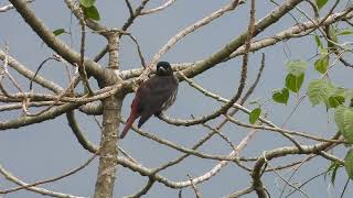 Maroon Oriole ,Eaglenest, Arunachal Pradesh March 2024