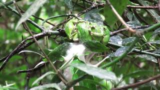 Forest green tree frogs モリアオガエルたち、がんばってます。