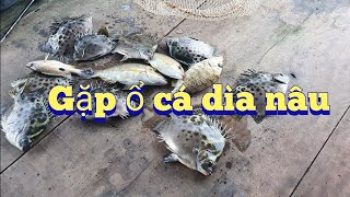 Câu cá dìa nâu, cá ăn liên tục#cauca #fishing #caucagiaitri