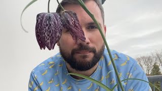 Planting Snake‘s Head aka Chess Plant aka Fritillaria Meleagris