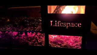 Lekker braai with Lifespace!