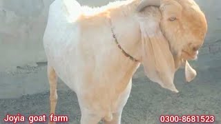 Breeder Buck of joyia goat farm | بریڈر بکرے | goat farming in Pakistan | @joyia goat farm