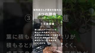 なんで葉水するの？？4つの理由をご紹介◎ #観葉植物 #植物のある暮らし #インテリア