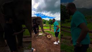 #ElephantSanctuary Tour in #ChiangMai #Thailand! #GetYourGuide #Asia #Shorts