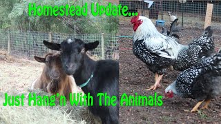 Homestead Update, Chickens, Goats...And A Little Talk About "Reduce, Reuse, Recycle"