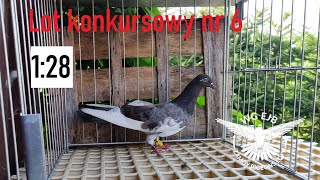 Lot konkursowy nr 6 na WG EJB Zamoy Pigeons Loft 2022