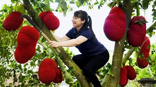 How to Harvest red Jackfruit, goes To Market Sell - Harvesting and Cooking |Tieu Vy Daily Life