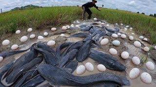 Wow amazing fishing, A fisherman catch a lot of fish and pick duck eggs 🥚