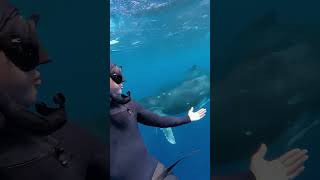 Diving with Humpbacks!