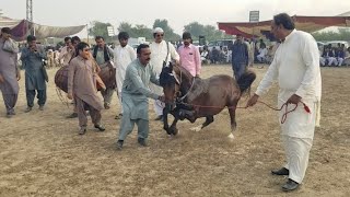 ghoda horse | Mahmood chishti | peer shah -