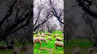 Spring season in swat 🥰.. #ytshorts #shorts #youtubeshorts