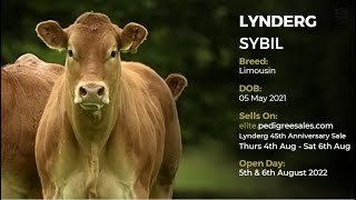 LYNDERG SYBIL