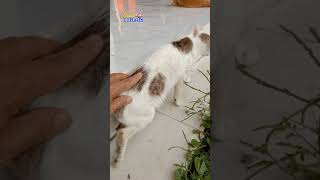 Kasian😢 Tubuhnya Kurus dan Lemah #shots #cat #kucing #cats #catlover #catvideos