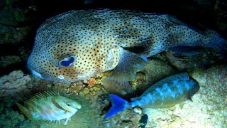 Night Spearfishing Indonesia || Laut yang penuh dengan Ikan.