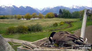 zosu pāra mazuļu šķilšanās.  11.05.2020 /Charlo Montana Osprey Nest/