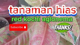 review bunga Agllonema merah