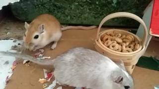 Gerbil eats cheerios