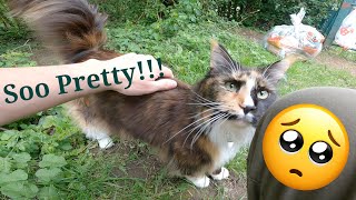 Slimy areas😟 also.. CAT!! 😄 |  Litter picking ep.114