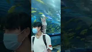 Cat react with fishes in Aquarium #shorts