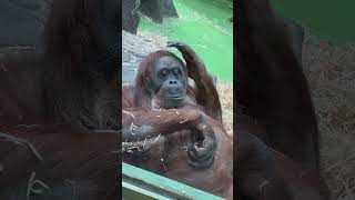 Поход в зоопарк #shortvideo #обезьяны #обезьянки #приколы #шимпанзе #zoo