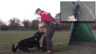 quick thamesside IPO training vid with go pro barking schutzhund protection